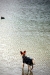 07.Enten